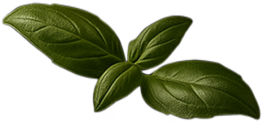 Fresh basil leaves cultivated in Planet Newturn's adaptive climate.